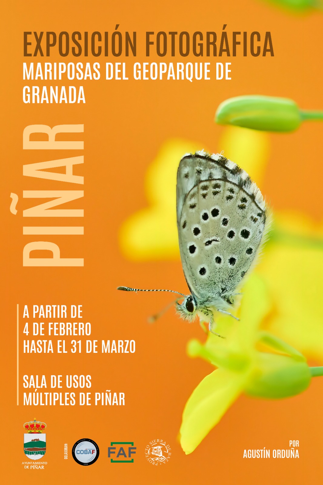 Exposicion de fotografias de mariposas. Dentro del Ayuntamiento de Píñar (Recepción Cueva de las Ventanas)